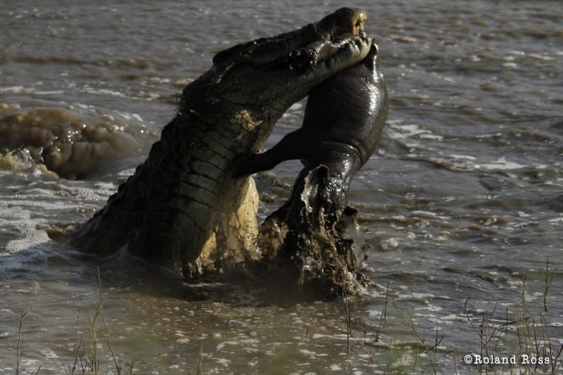 Do crocodiles eat hippos? – Tracking the Wild