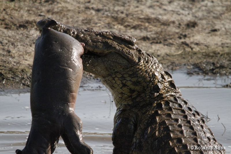 Crocodile eating baby hippo