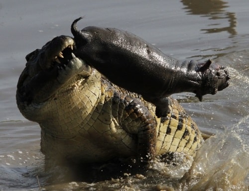 Crocodile eating : Hippo , boar , Turtle 2