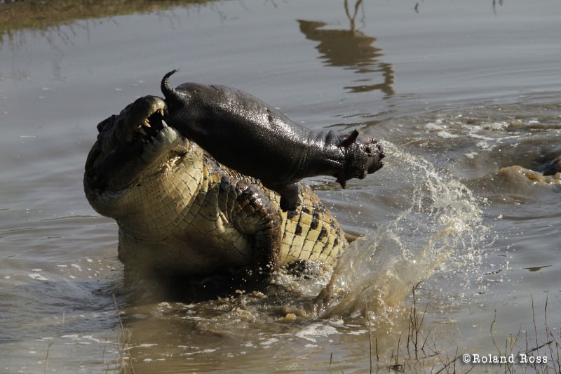 Do crocodiles eat hippos? – Tracking the Wild