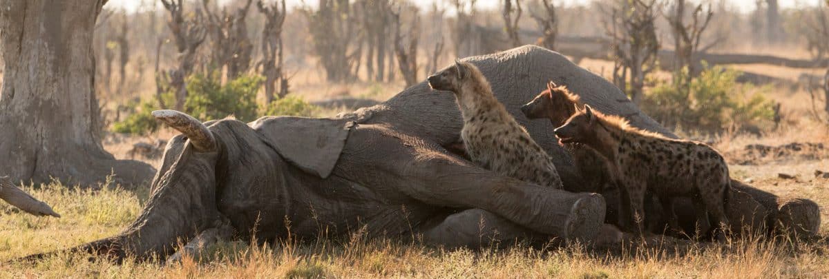Hyena eating elephant