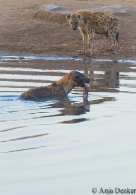 Diving hyena with part of a carcass