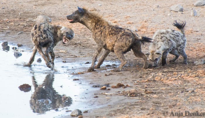 Swimming hyena
