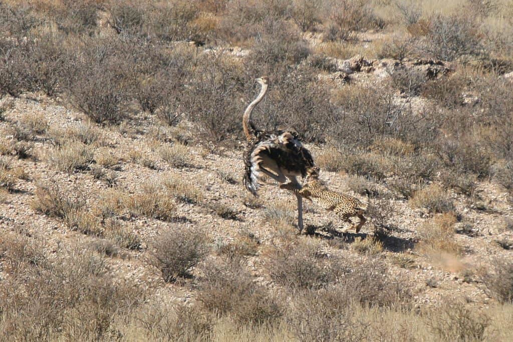 Cheetah kills Ostrich