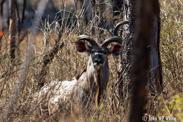 Kudu in Welgevonden Game Reserve