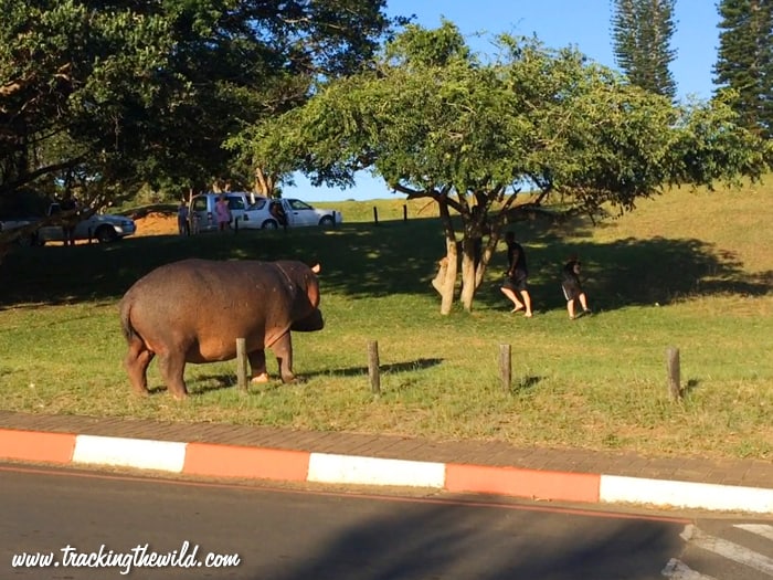 Hippo crossing road in St Lucia
